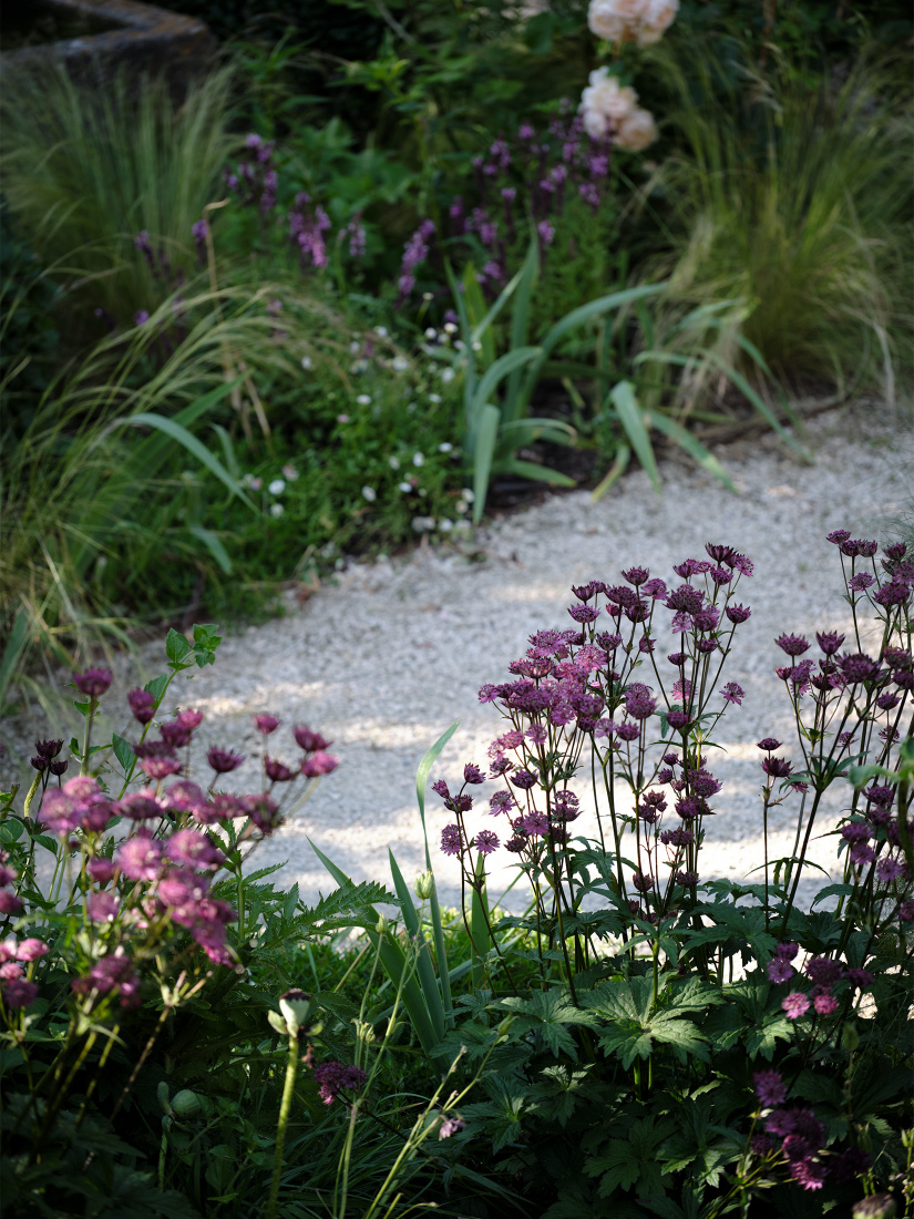 Claret pincushions of &lsquo;Hadspen Blood&rsquo;
