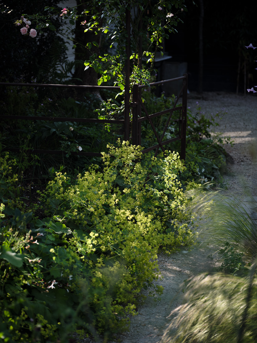 Sprays of Chartreuse from Alchemilla mollis