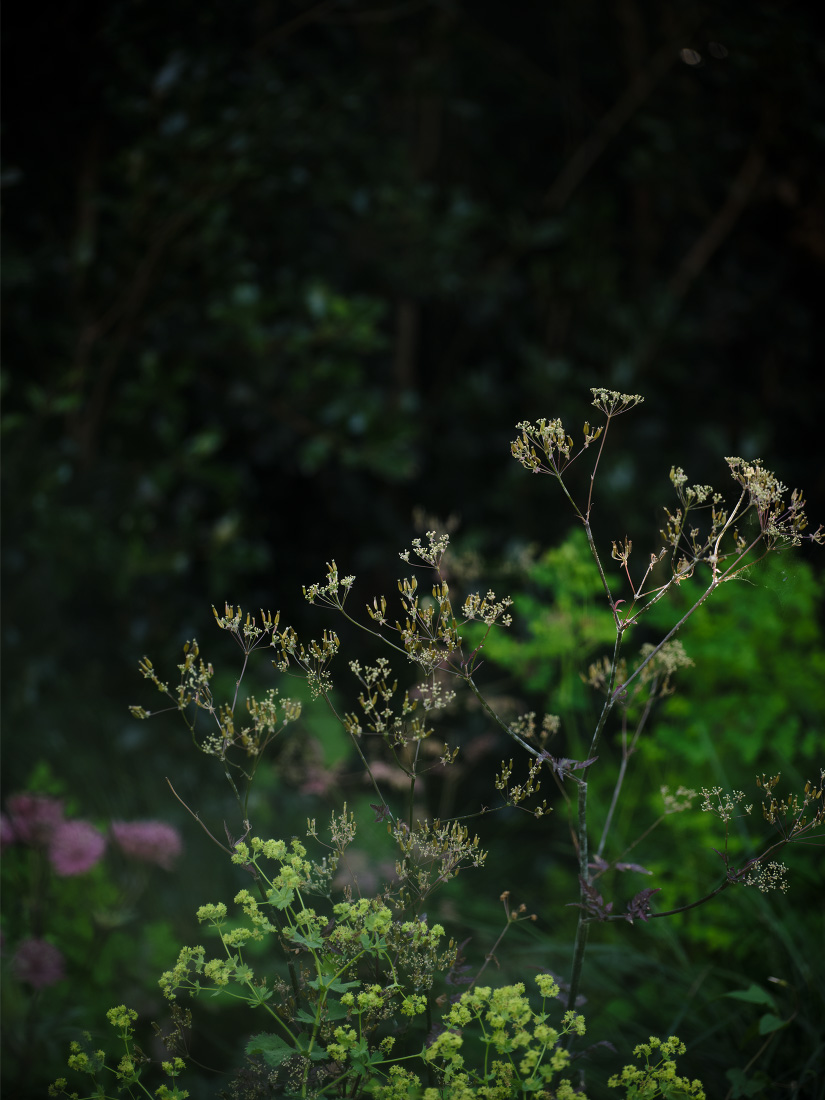 Seedheads symbolise the beauty of age
