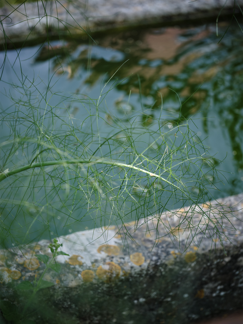 An old trough becomes a new feature