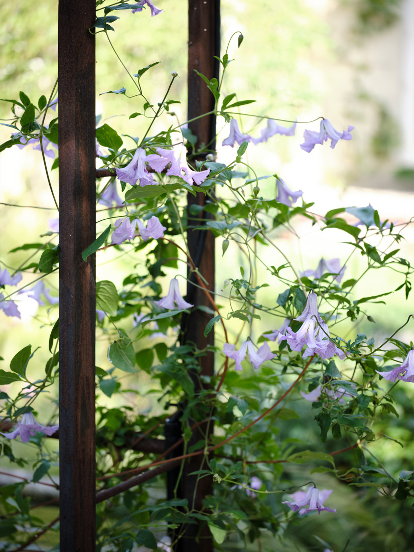 &lsquo;Betty Corning&rsquo; delicately nods