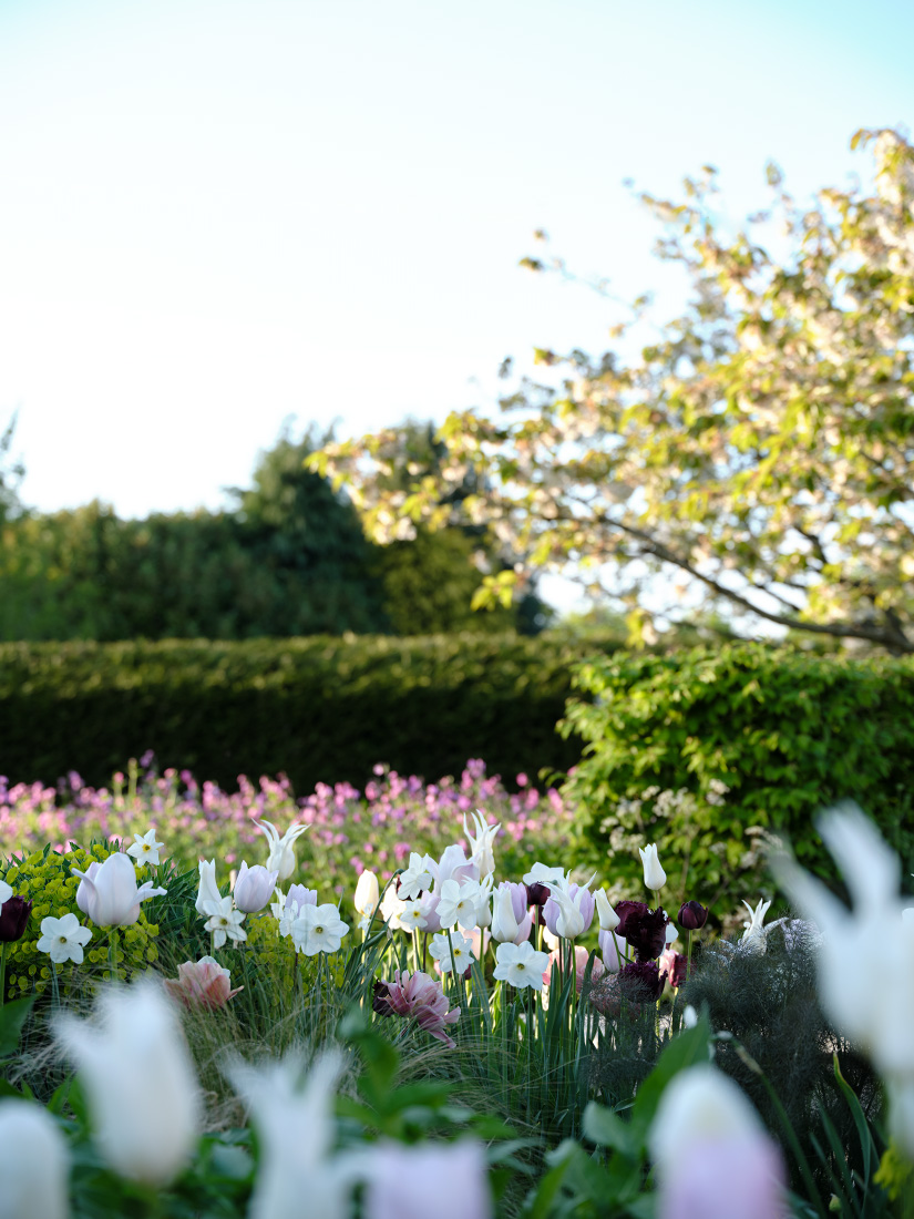 Soft pastel planting unifies the garden