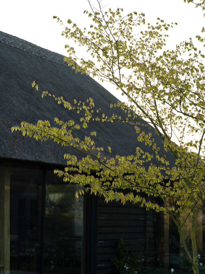 Zelkovas provide dappled light, softening the building