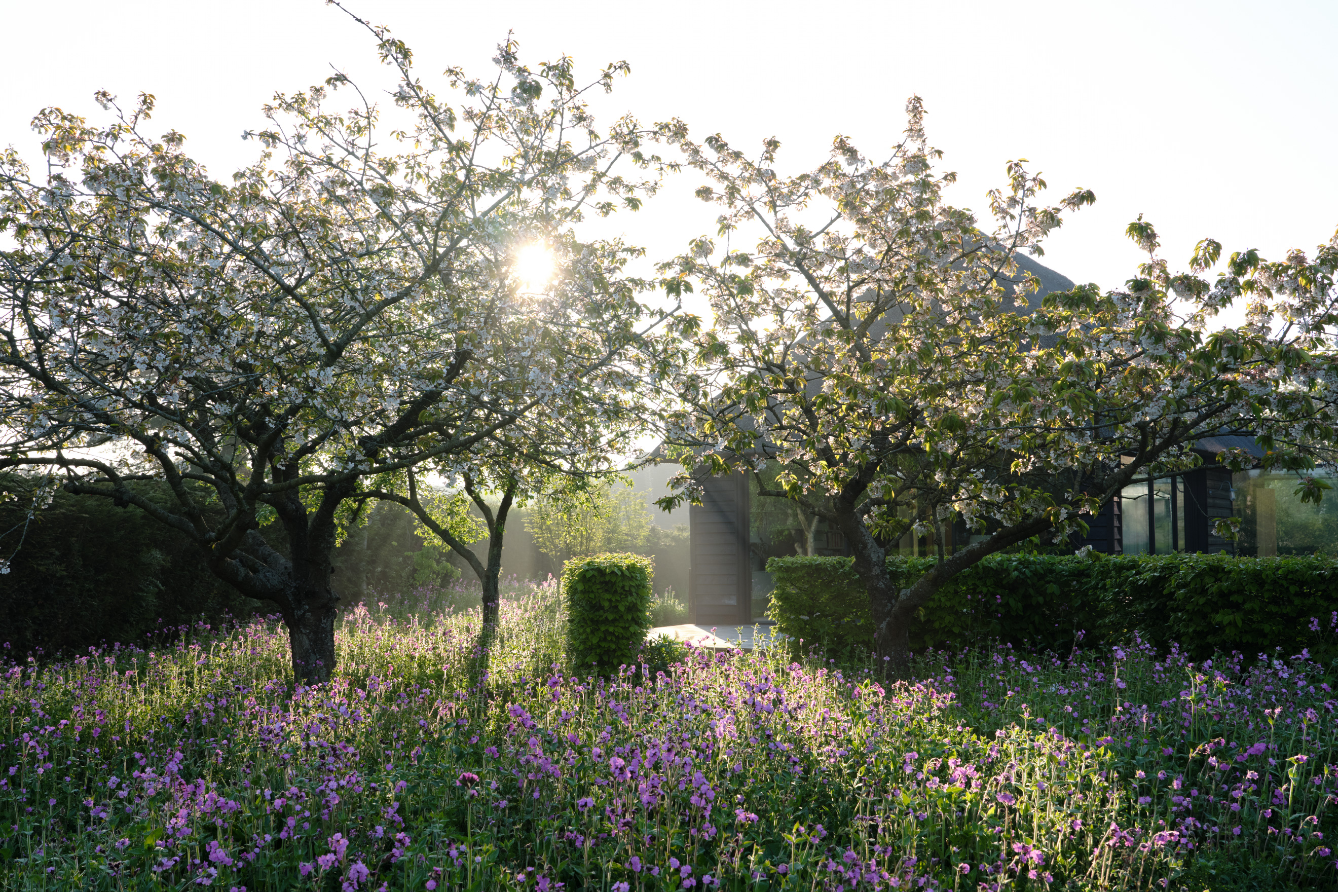 Clipped hedgerows bring order to wild meadows