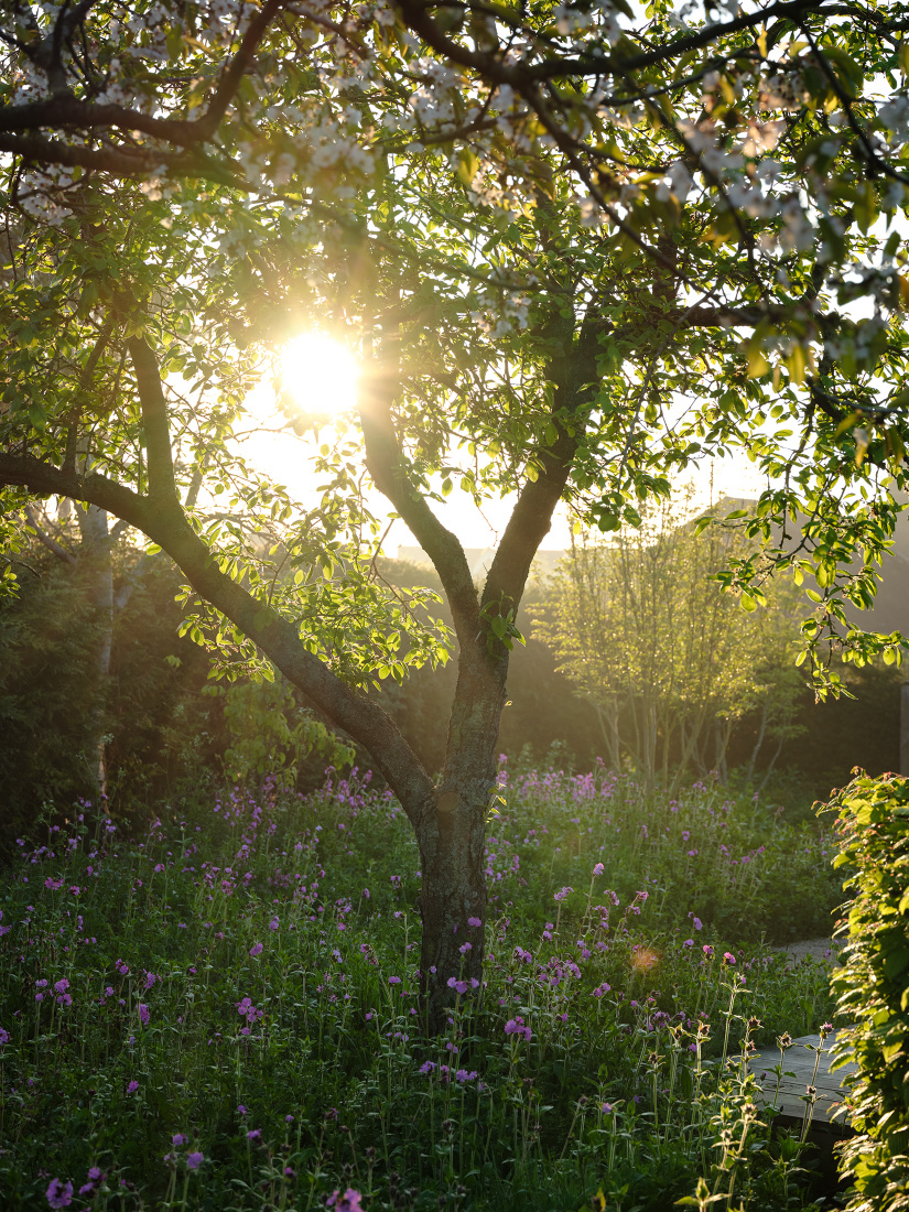 Cherry trees shade a carpet of red campion