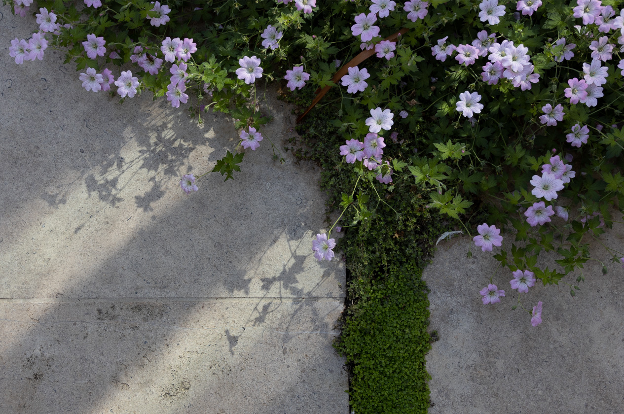 The permanence of stone tempered by delicate perennials