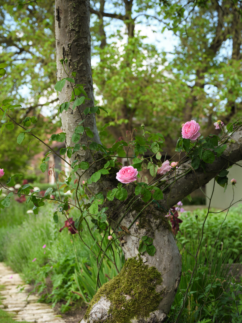 Myrrh scented Rosa &lsquo;Constance Spry&rsquo; envelope a fruit tree
