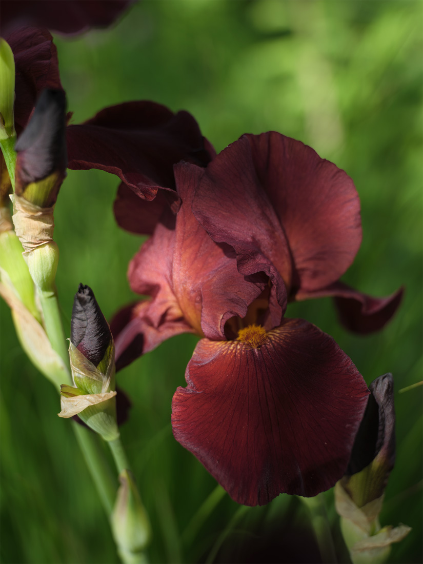 Garnet Irises evoke red brick and peg tiles