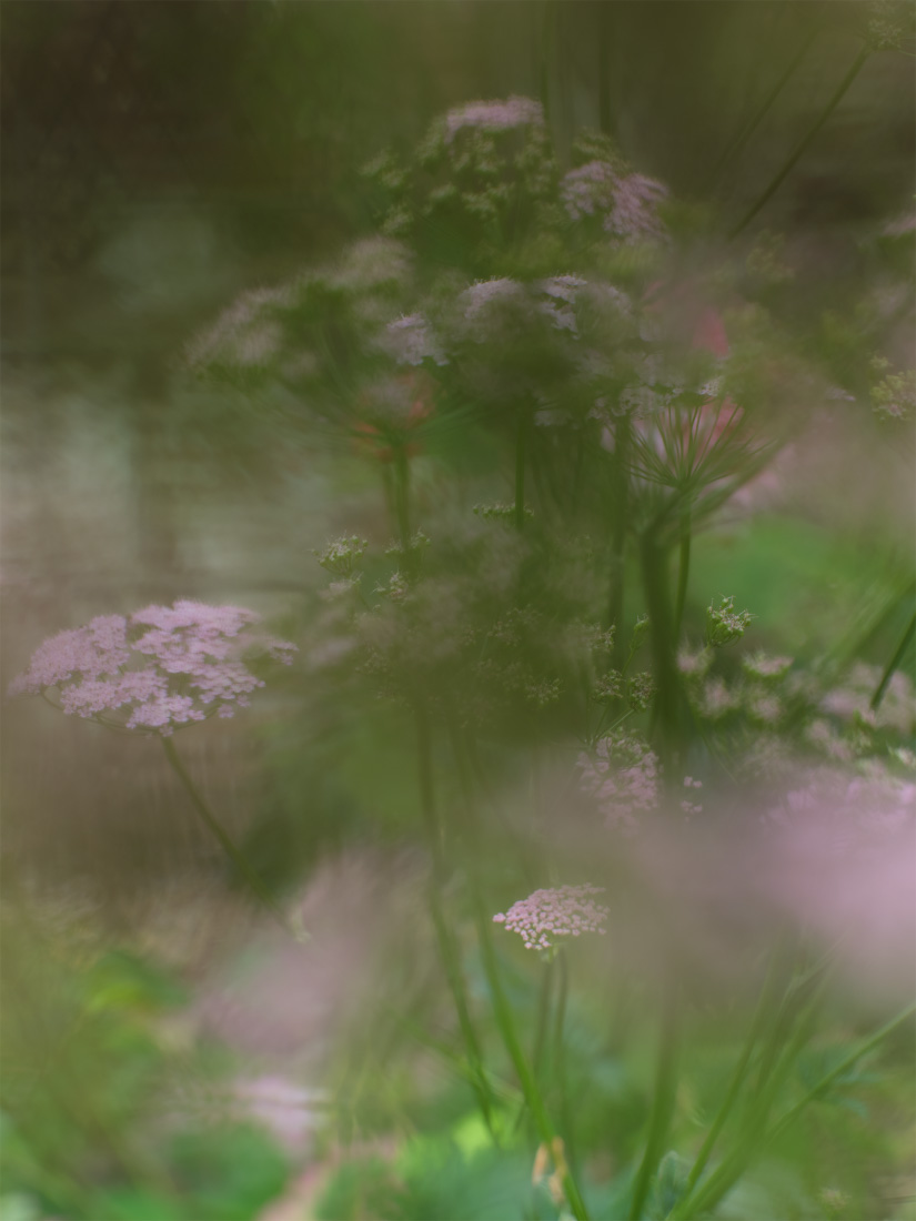Delicate clusters of Pimpinella major &lsquo;Rosea&rsquo;