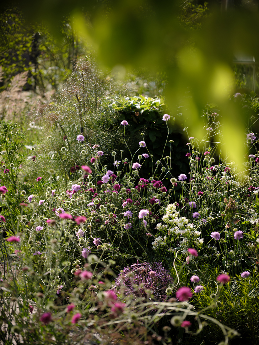 Intermingling Perennials create painterly scenes