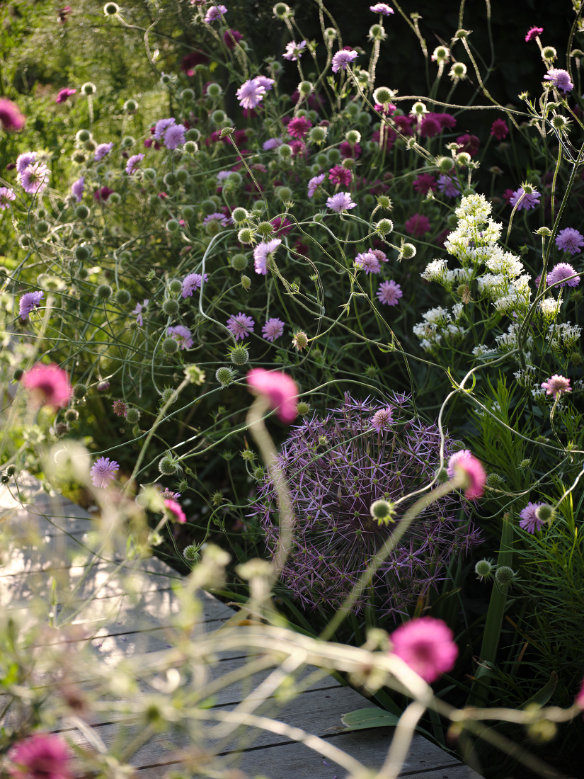 Starry globes of Allium float above boardwalks