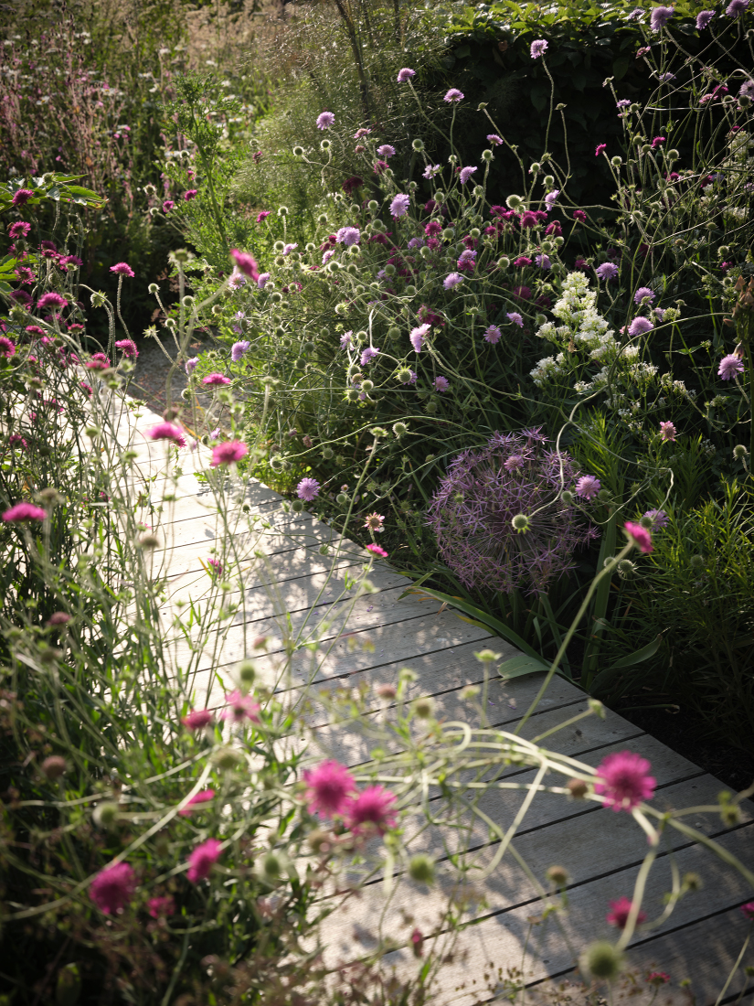 Graphic paths cut through ephemeral planting