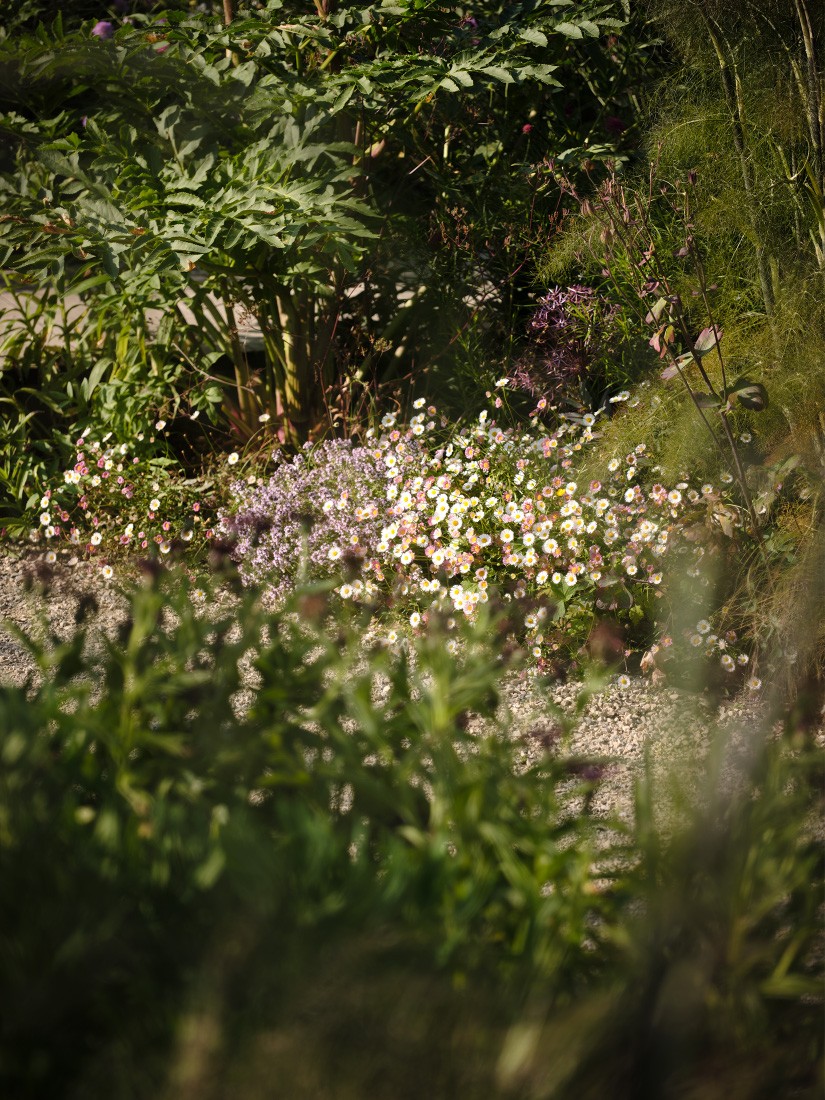 Meadow daisies are echoed by Erigeron karvinskianus
