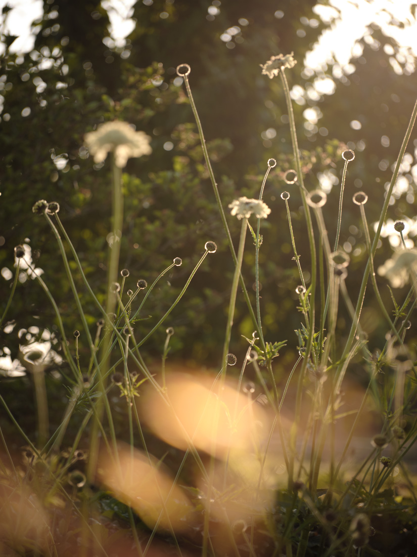 Cephalaria gigantea reaches for the sky