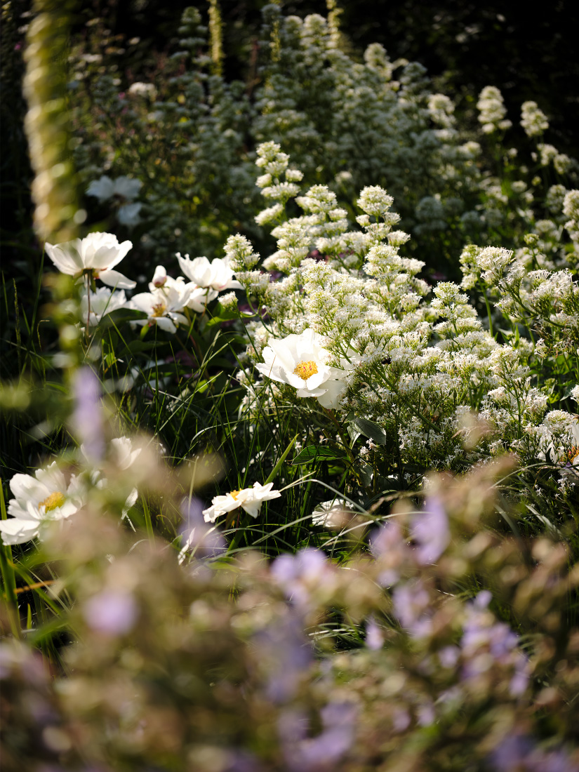 A refreshing wave of Peony and Valerian
