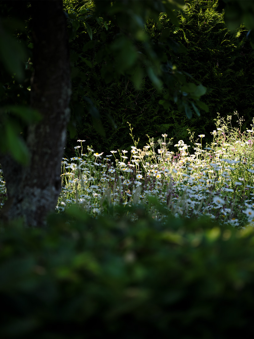 A carpet of Daisies flow beneath fruit trees