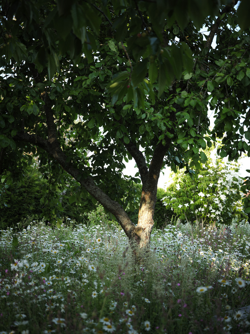 A riot of white heralds the height of summer