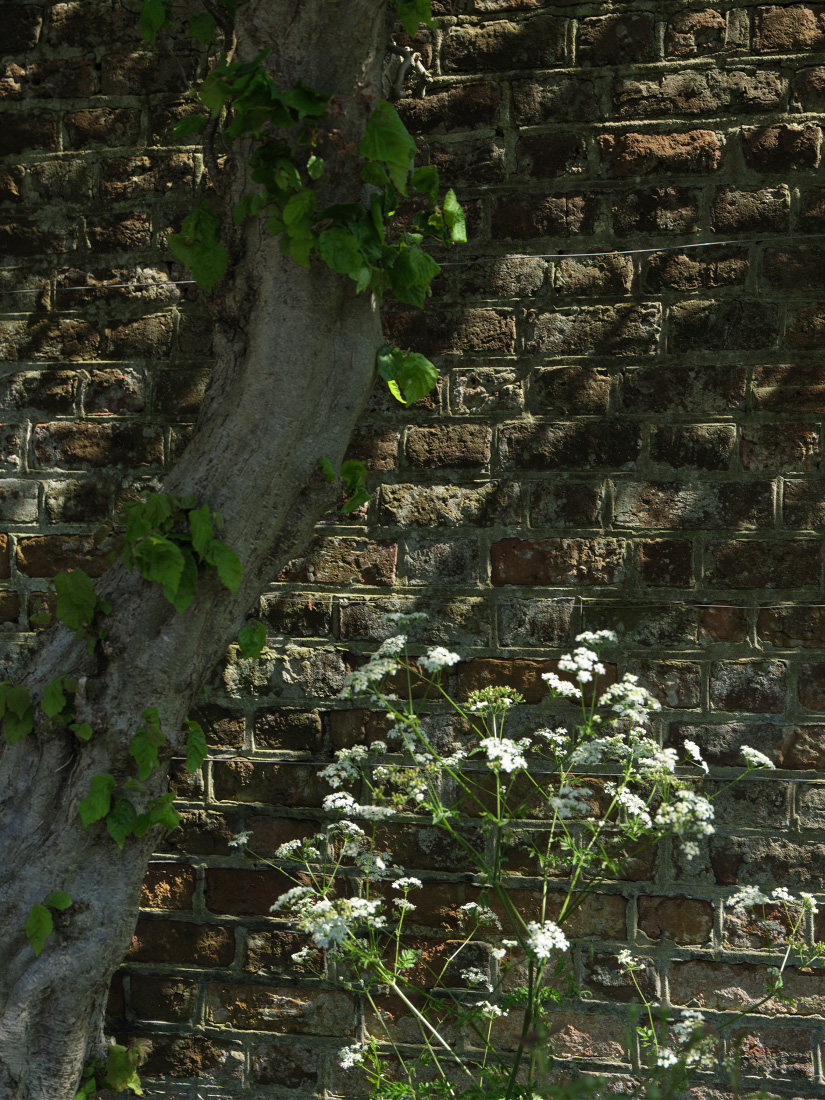 A gnarled hazel provides shaded retreat