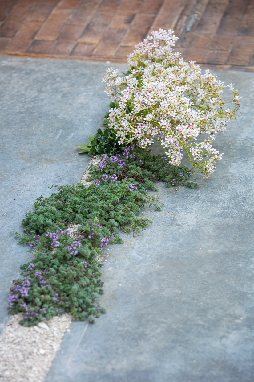 As on the nearby beach, plants populate a crevice