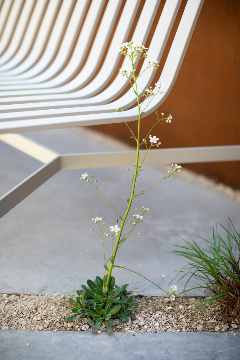 Plants grow in crushed cockle shell and limestone