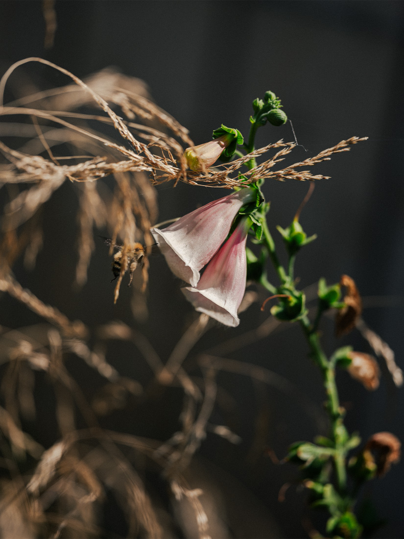 Nectar-rich &lsquo;Sutton's Apricot&rsquo; attracts a visitor