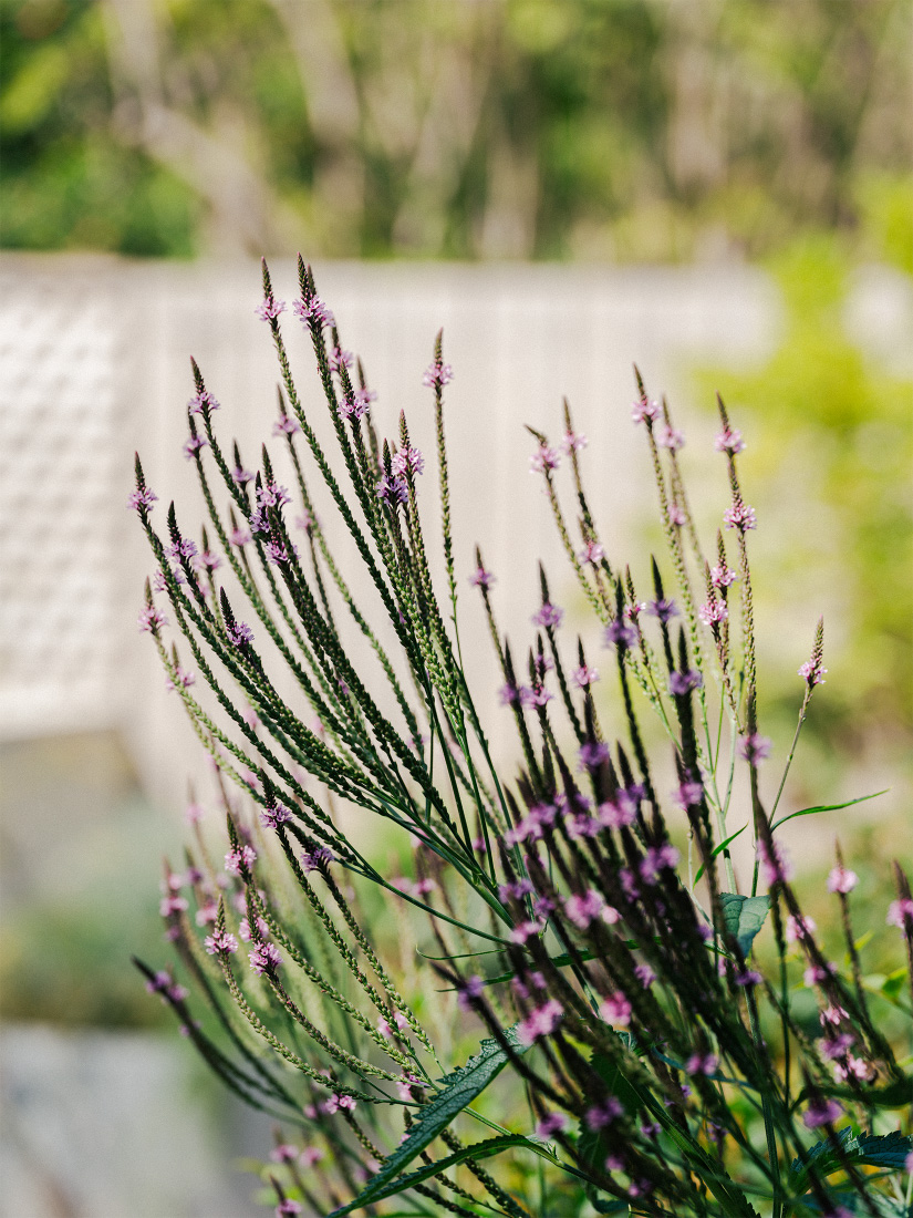 Scaled spires of Verbena reach skywards