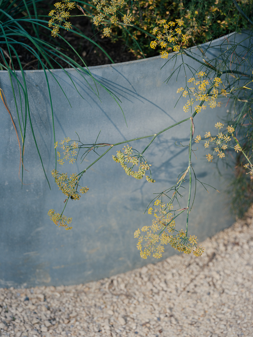 Raised herbs for easy picking