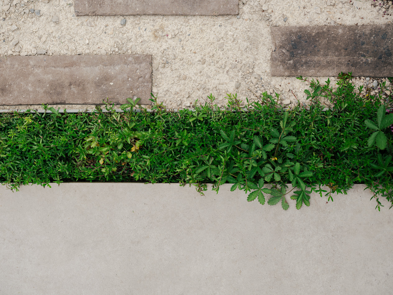 Delicate foliage blurs edges