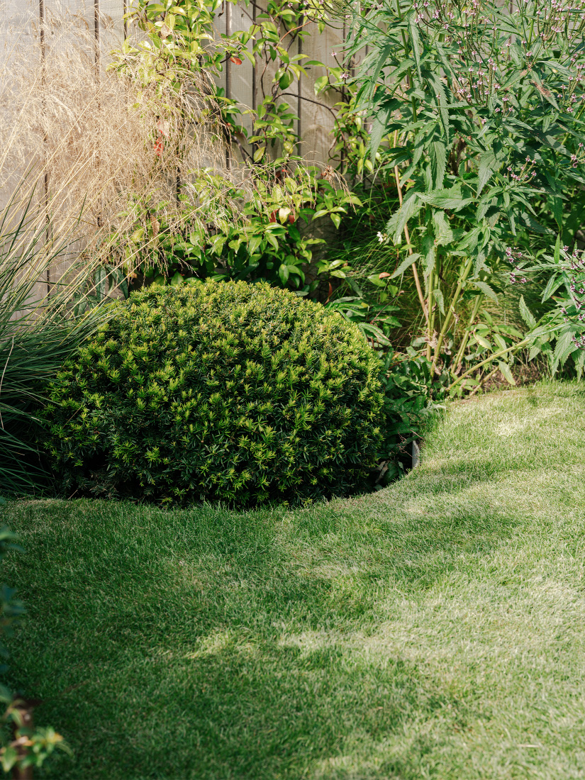 Yew topiaries accentuate playful curves